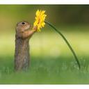 Fototapet - van Duijn - Egern med blomst
