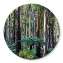 Glasbillede - Eukalyptus skov i Yarra Ranges - Colombo - Runde