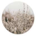 Tableau sur alu-Dibond Annie - Herbes - Rond