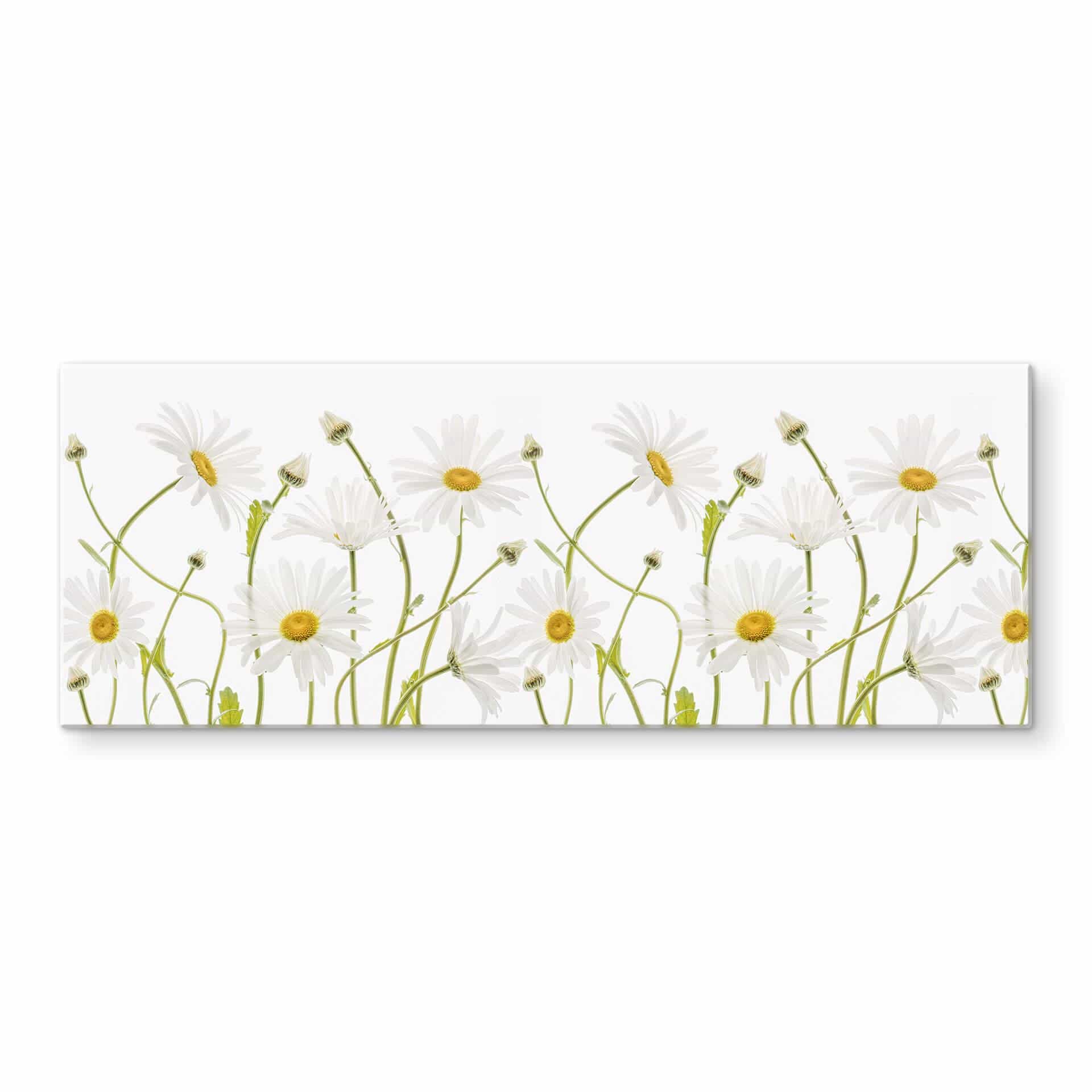 Glasschilderij Disher - Ox eye Daisies - Panorama