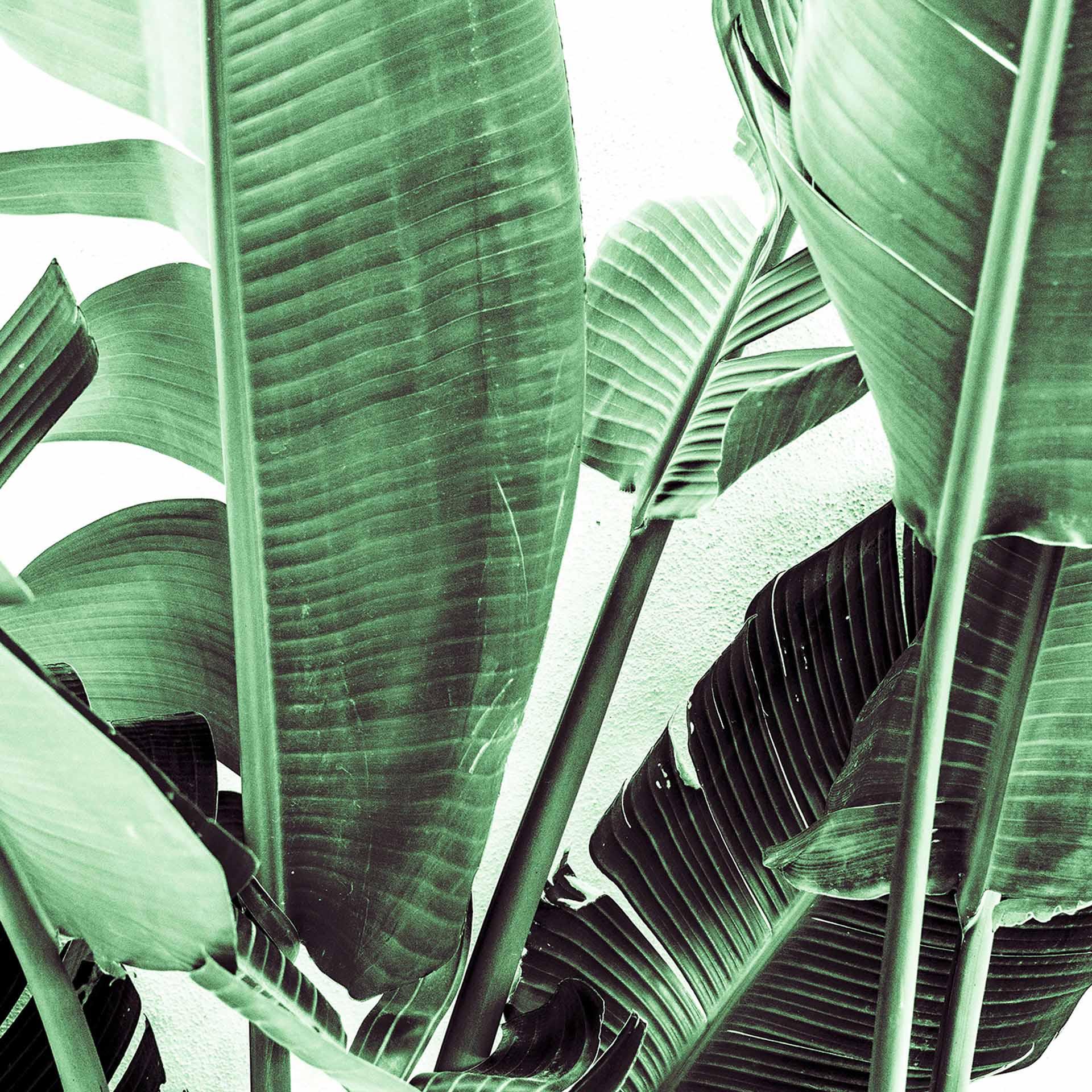 natuur PalmFronds2 behang in groen wit - vliesbehang Designwalls 2 - 2,55 x 3,5 m