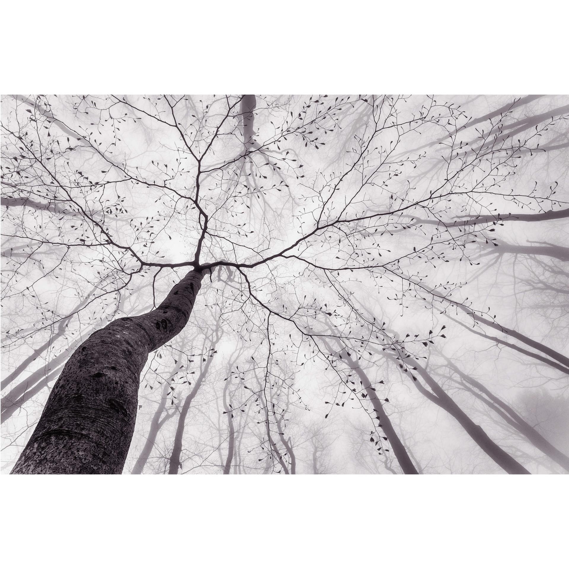 Fotobehang - Pavlasek - Inside the trees