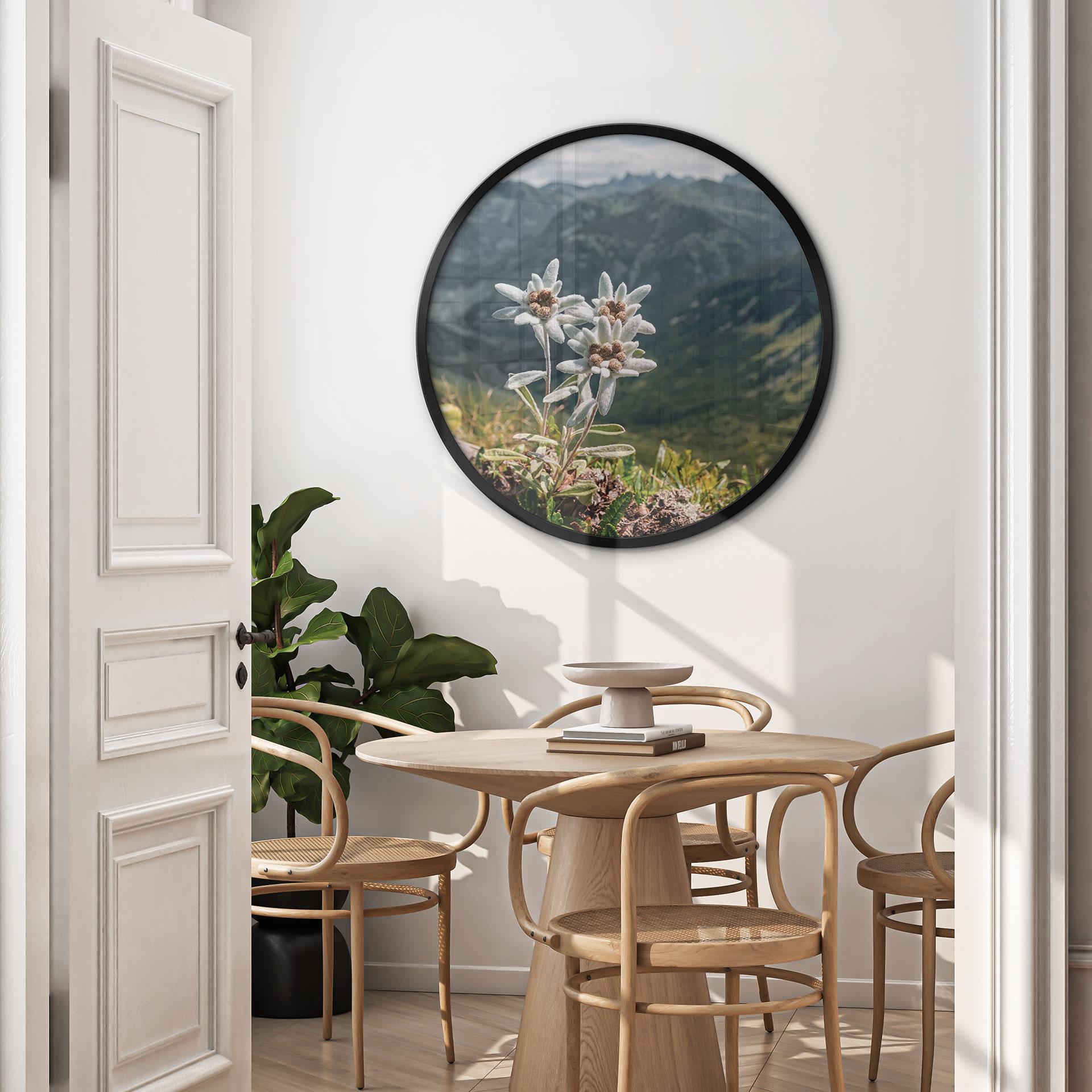 Plakat Hvid alpin edelweiss på bjerget