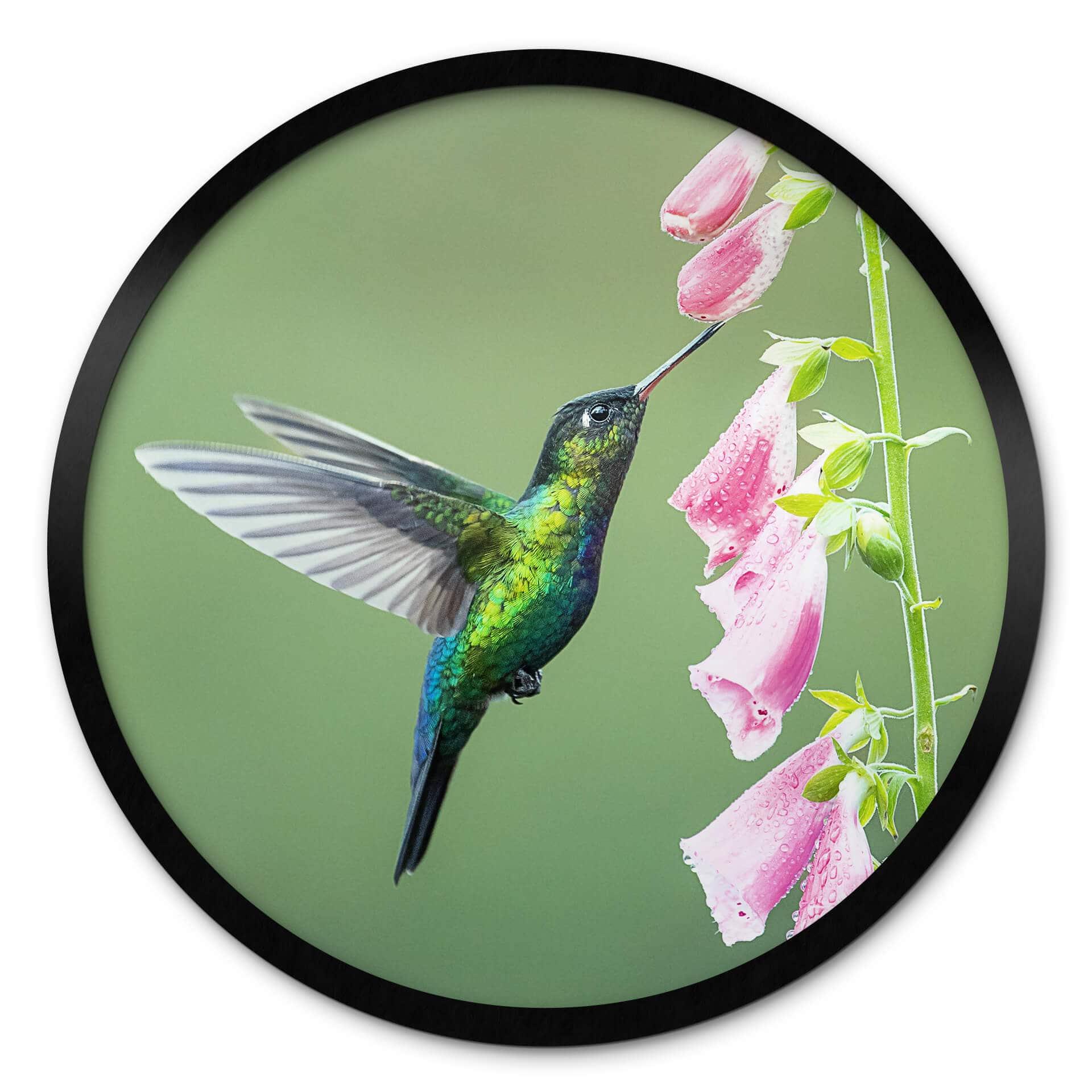 Poster van Duijn - Kolibri i rosa blomma magi - Rund
