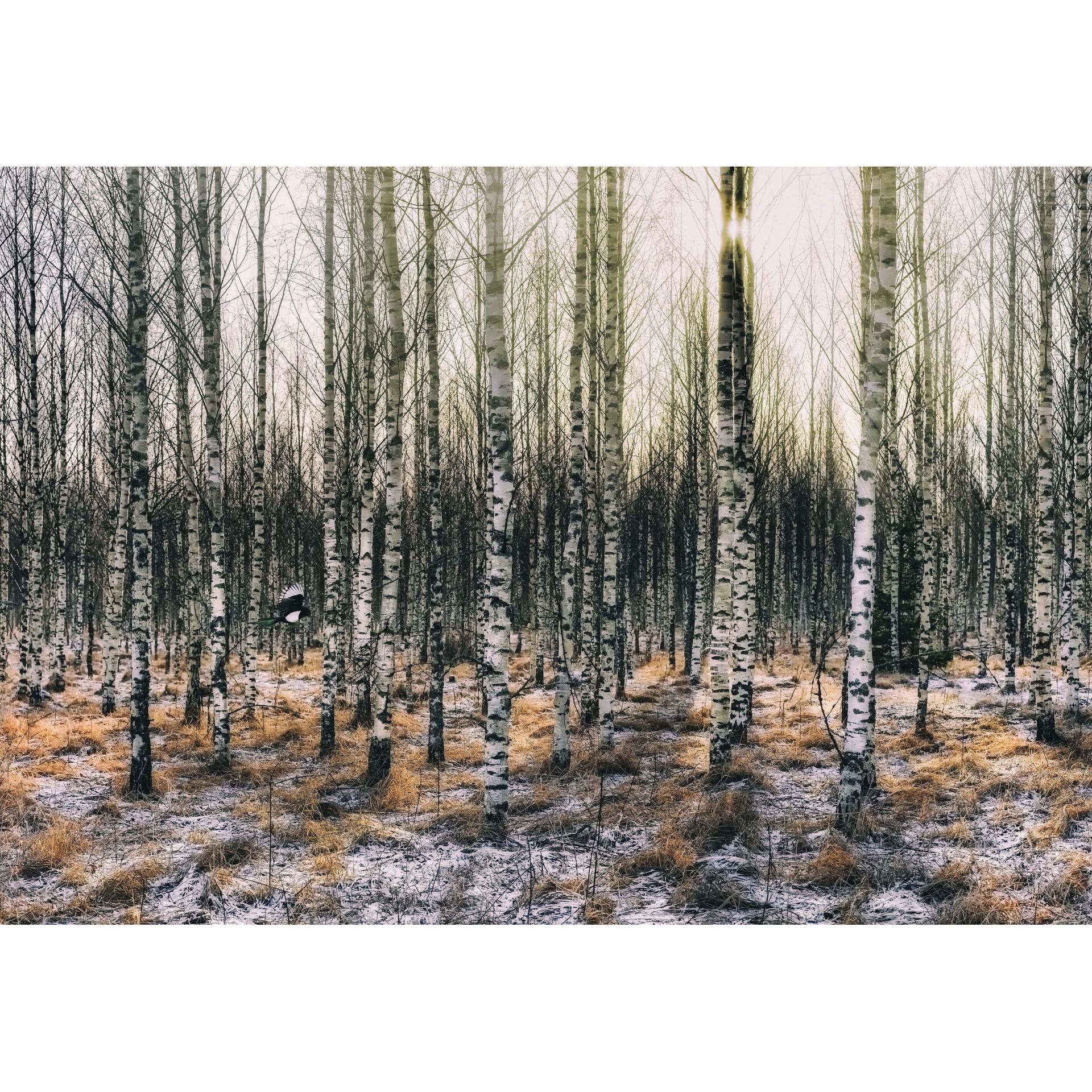 Fotobehang - Zon in het Berkenbos