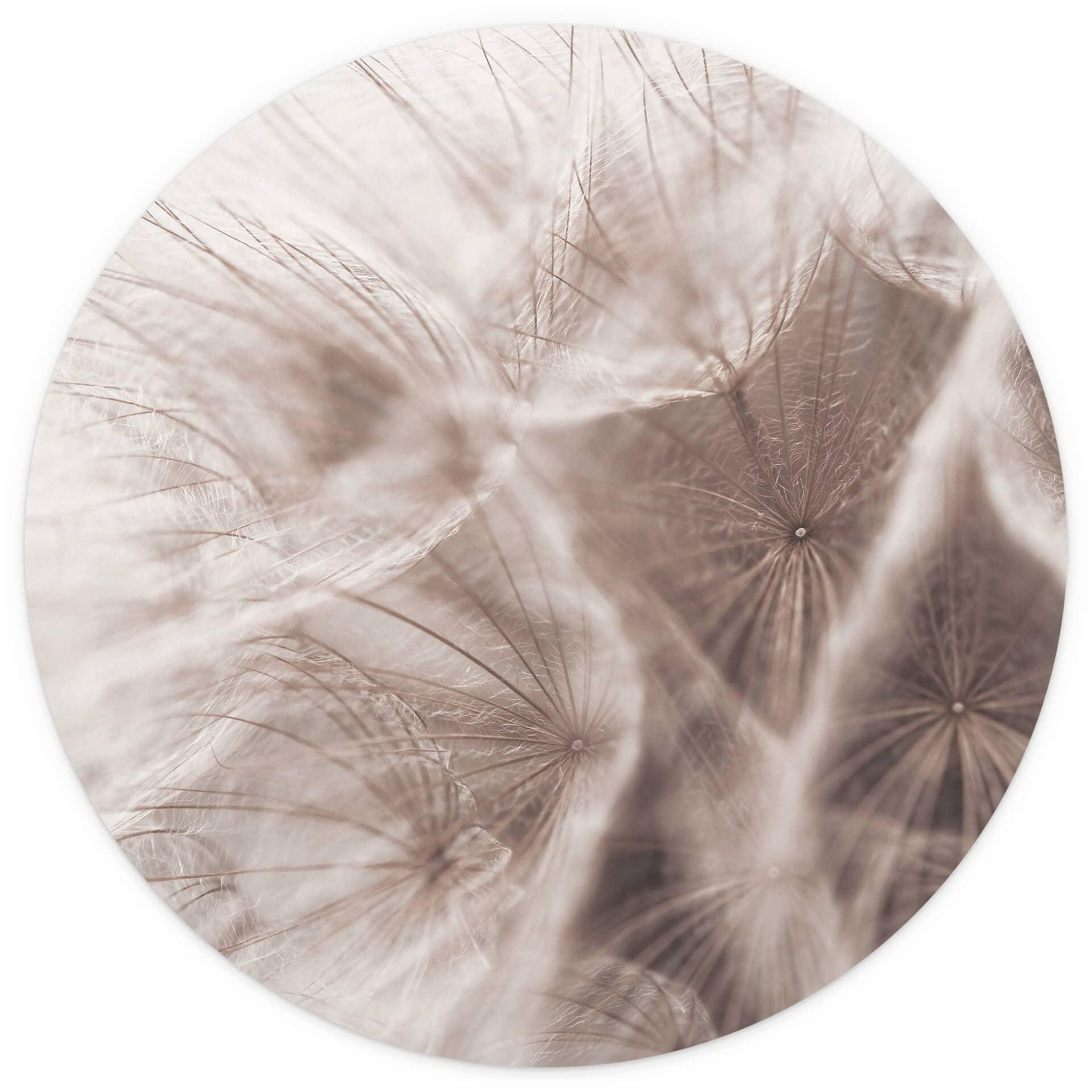 Behangcirkel Paardebloemen Close Up - vliesbehang/zelfklevend vliesbehang