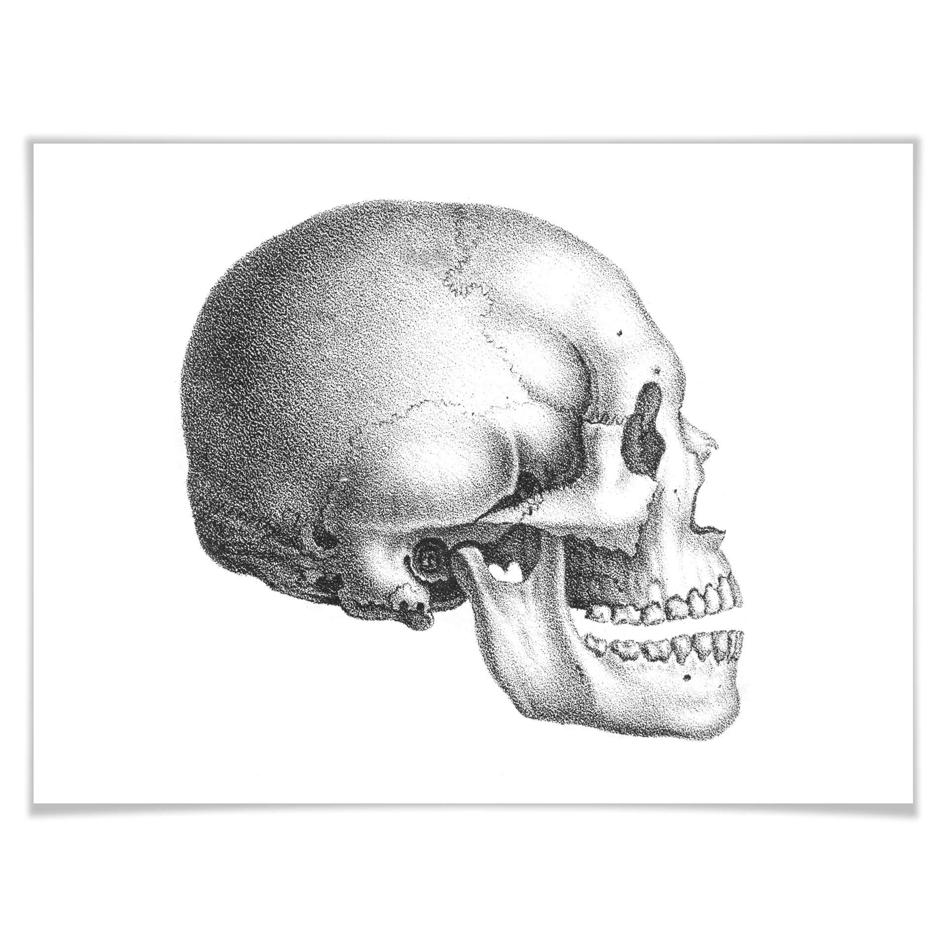 Póster Calavera 01