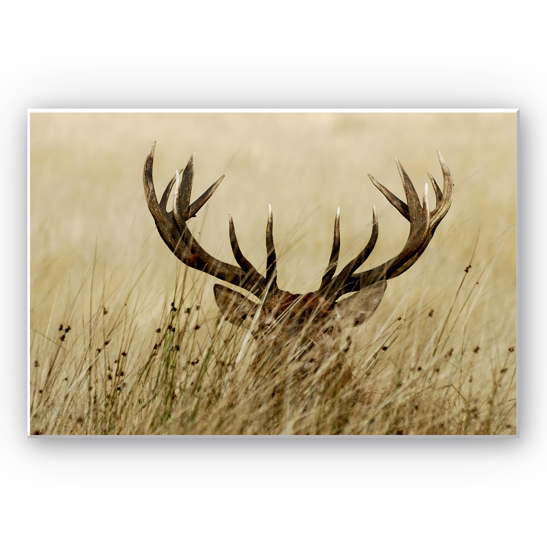 Tableau Forex - Cerf aux aguets