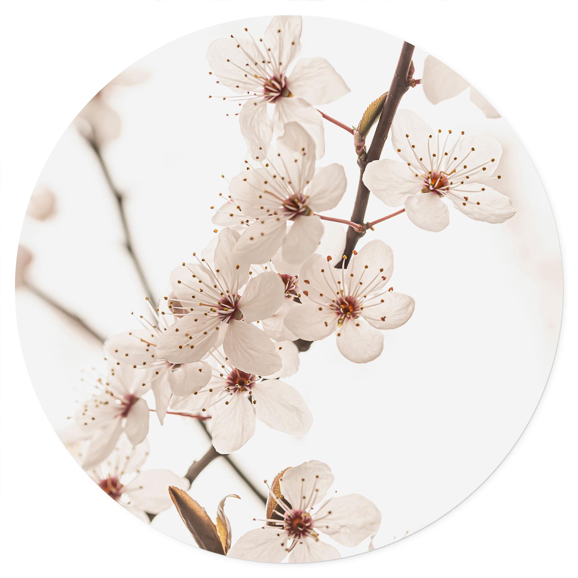 Bloemen Muursticker tak met witte kersenbloesems - Sisi & Seb - Rond
