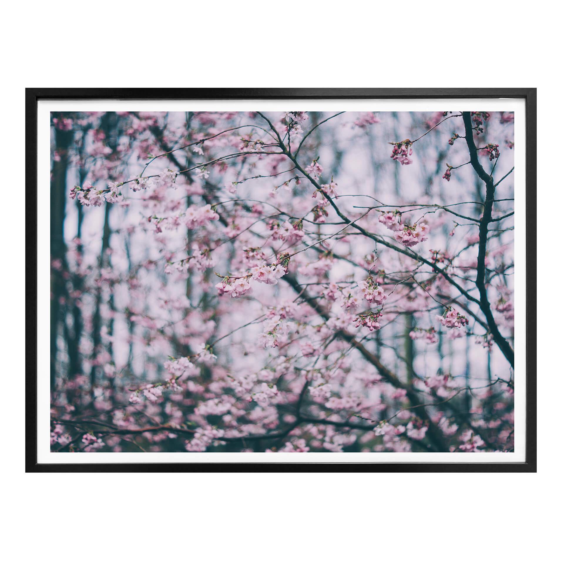 Póster Sueño Flor Rosa 03