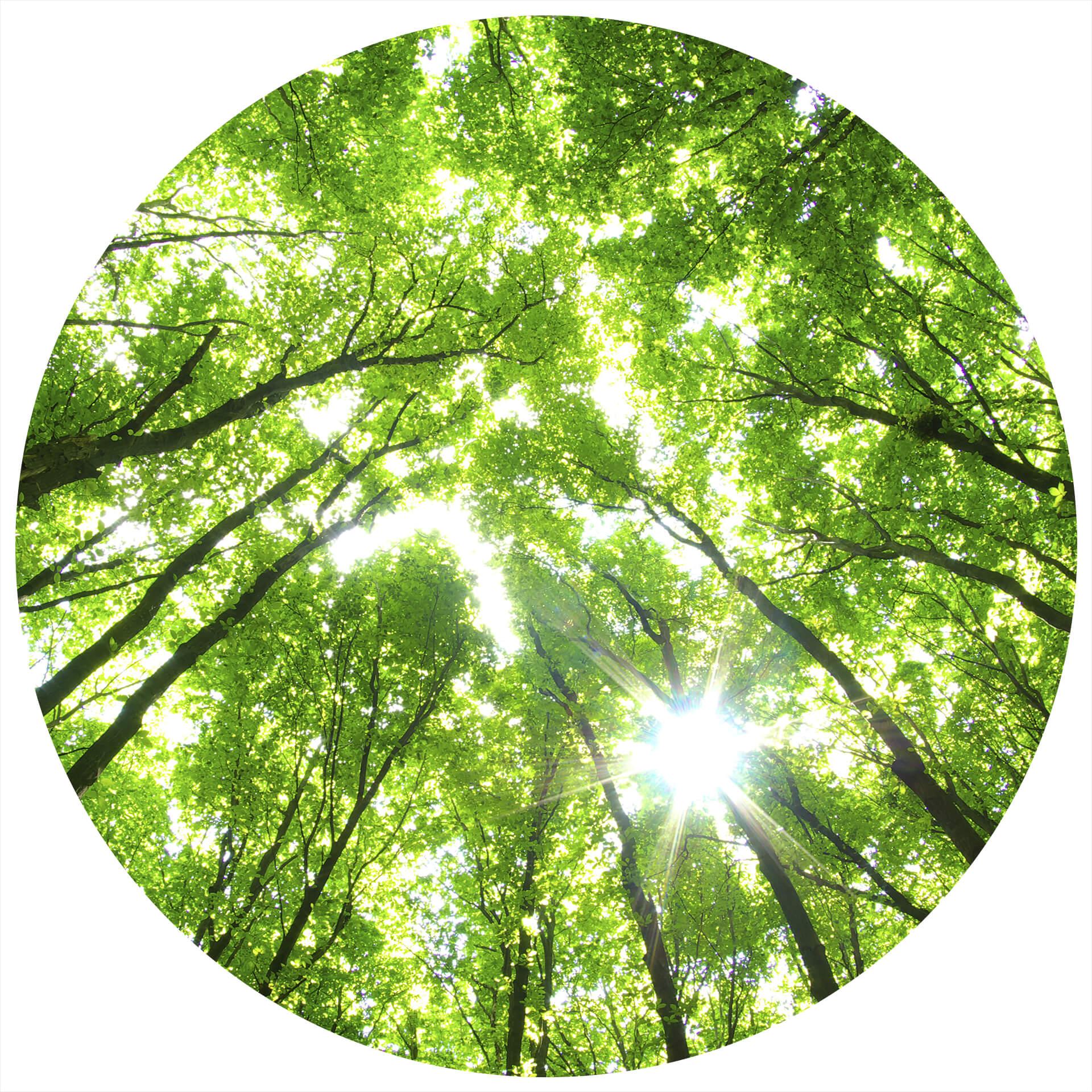 Behangcirkel Bomen in het Bos - vliesbehang/zelfklevend vliesbehang