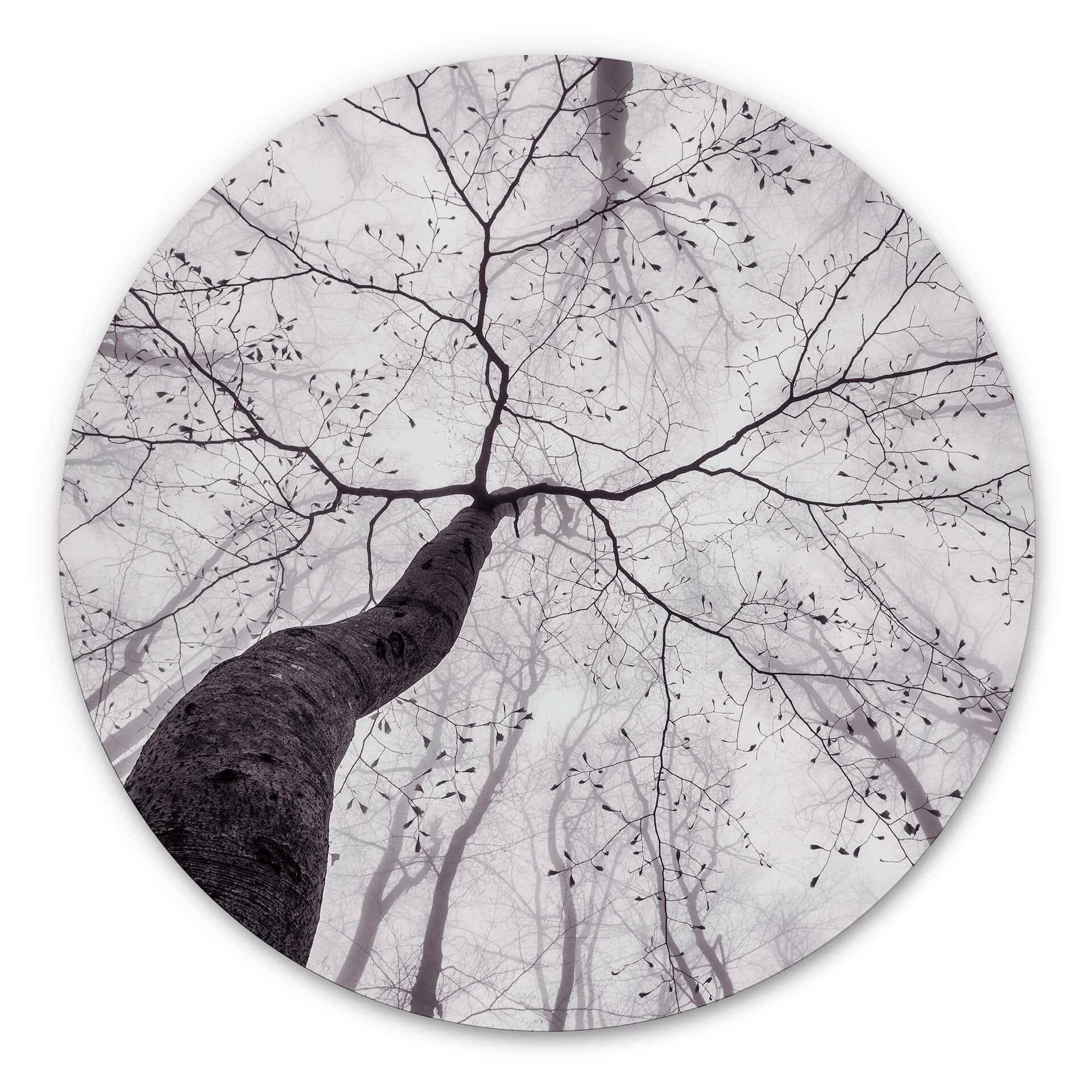 Wandcirkel Pavlasek - Hoog in de Bomen