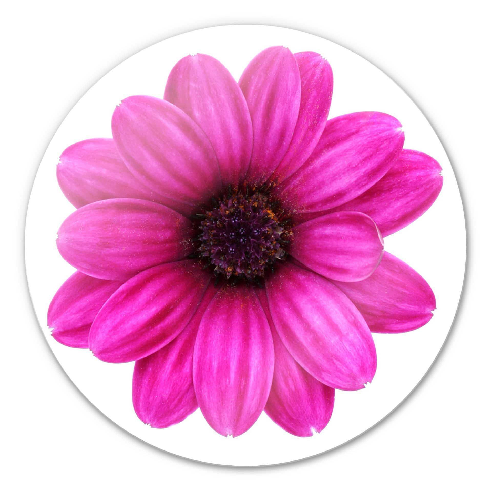 Glasbillede - Pink Gerbera - Rund