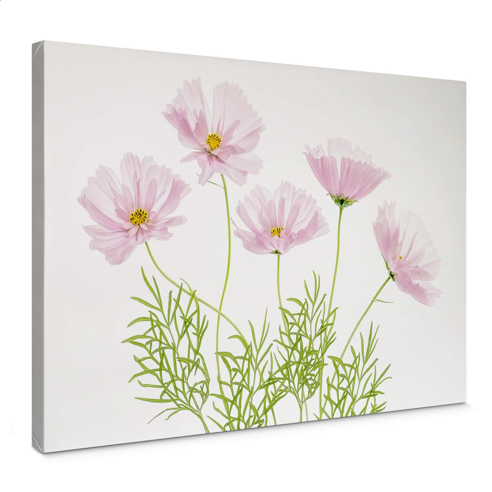 Canvasbillede - Disher - Sommerblomst