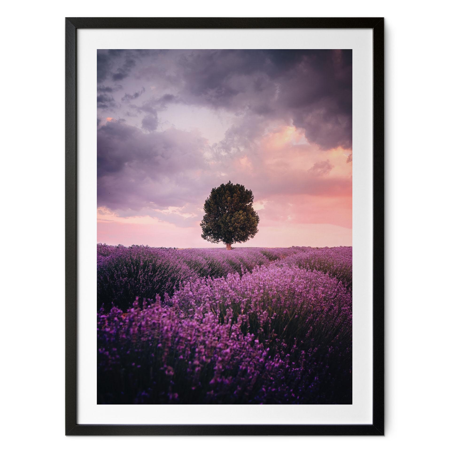 Plakat Lilla lavendelmarker ved solnedgang - Cevik