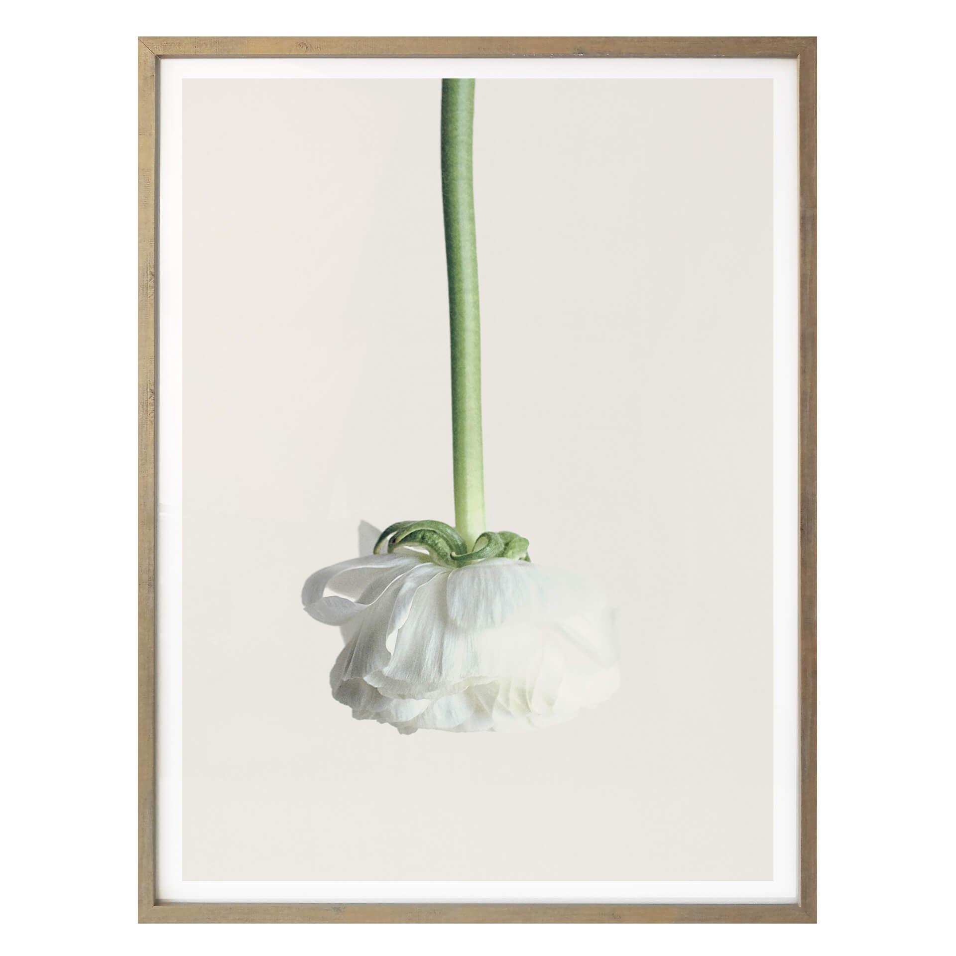 Plakat - Ranunkel 02