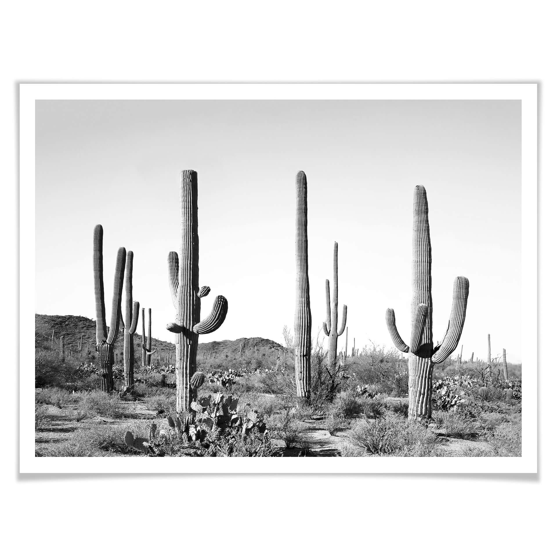 Póster Sisi & Seb - Cactus en el desierto