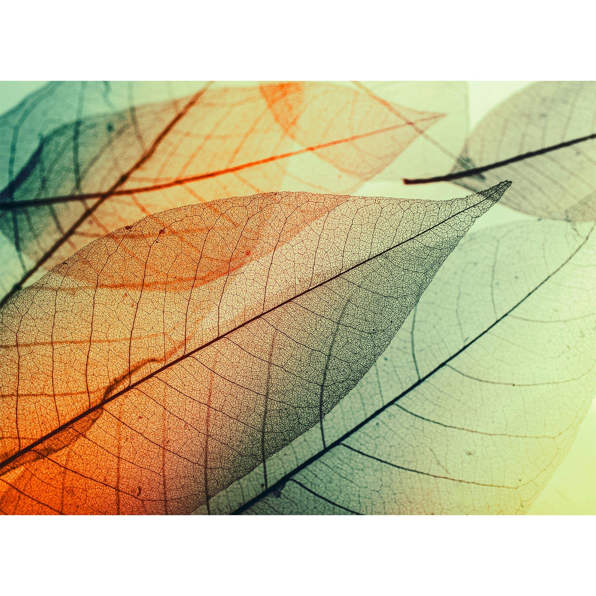 Livingwalls Fotobehang Designwalls Limpid Leaf