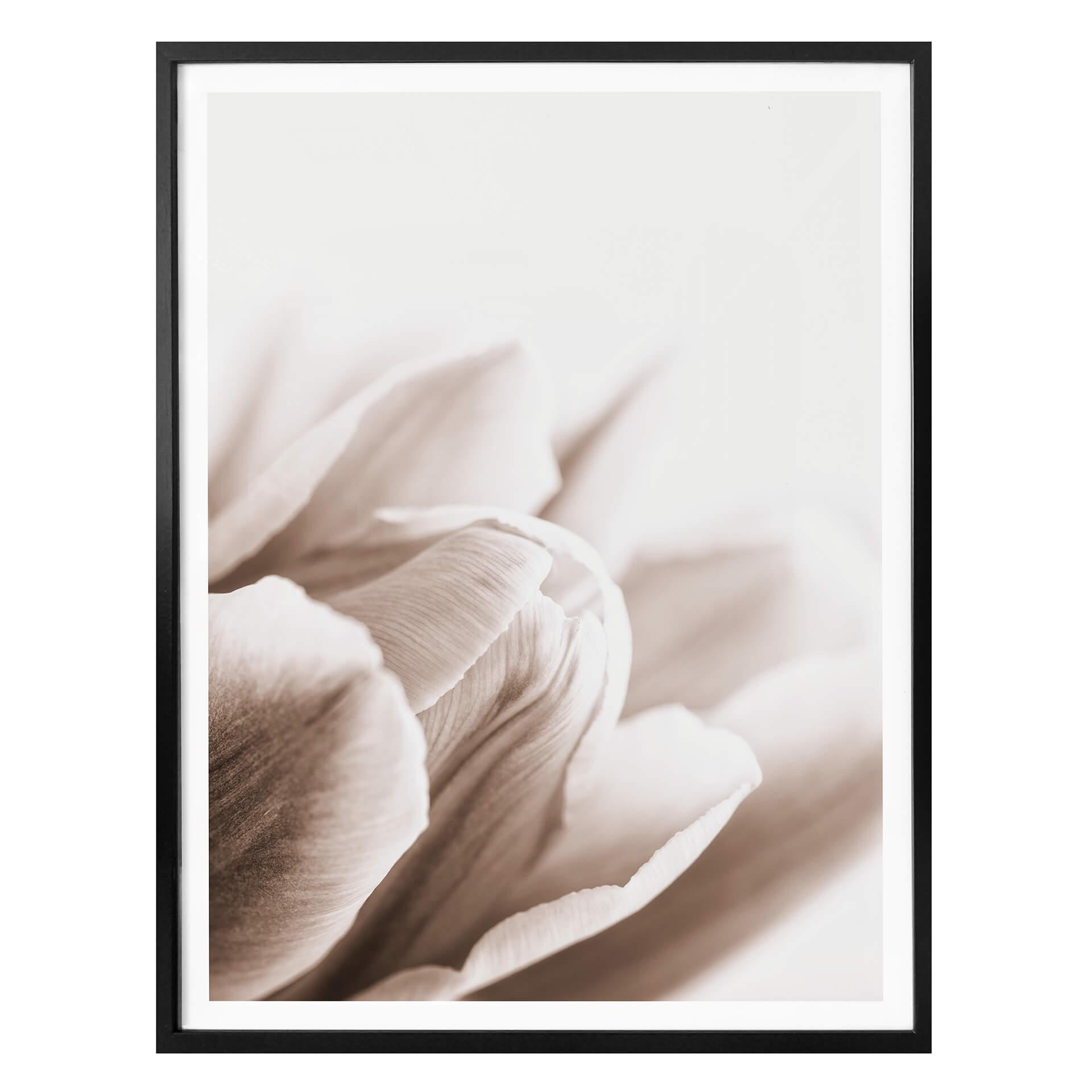 Plakat - Tulipan i detaljer