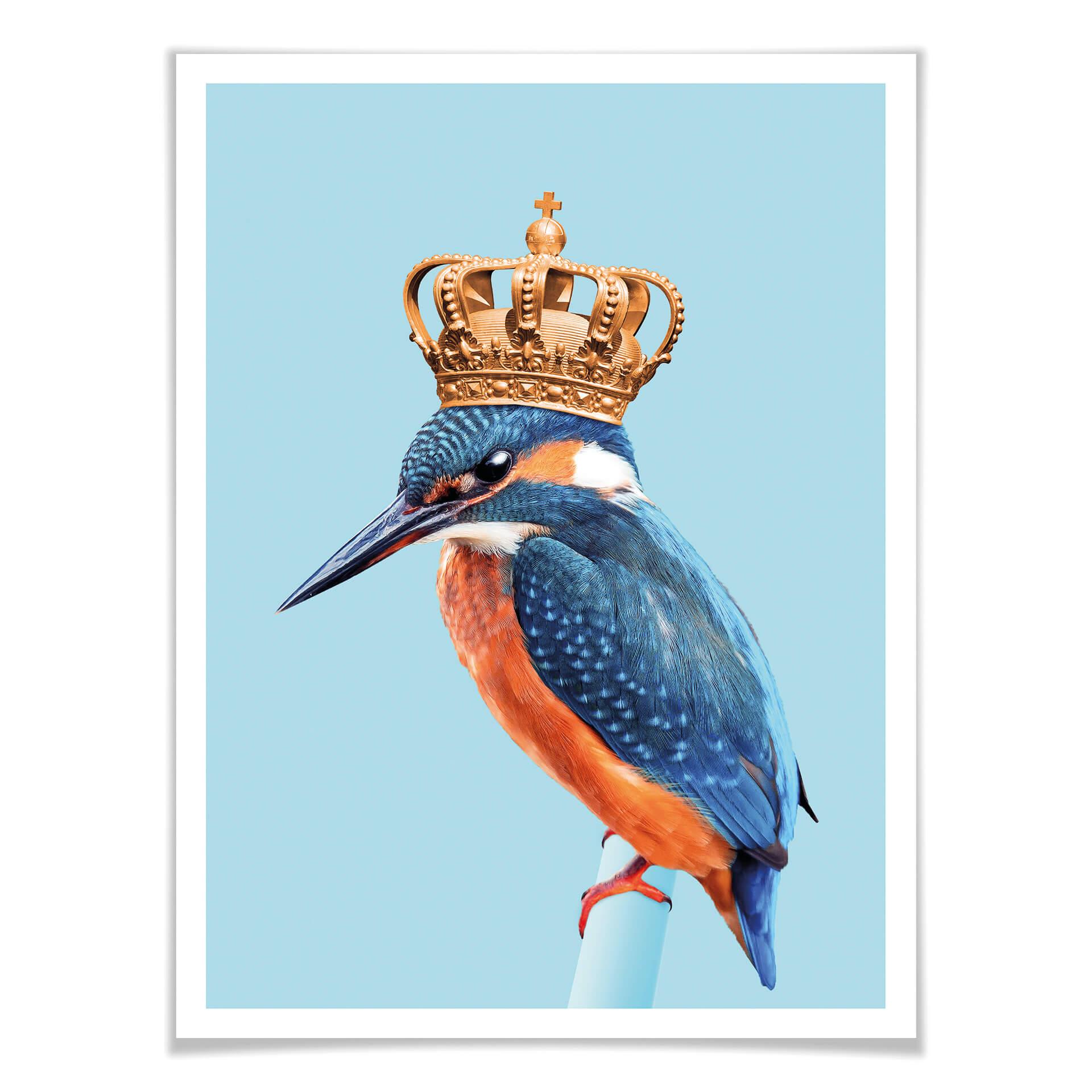 Plakat Loose - Kingfisher