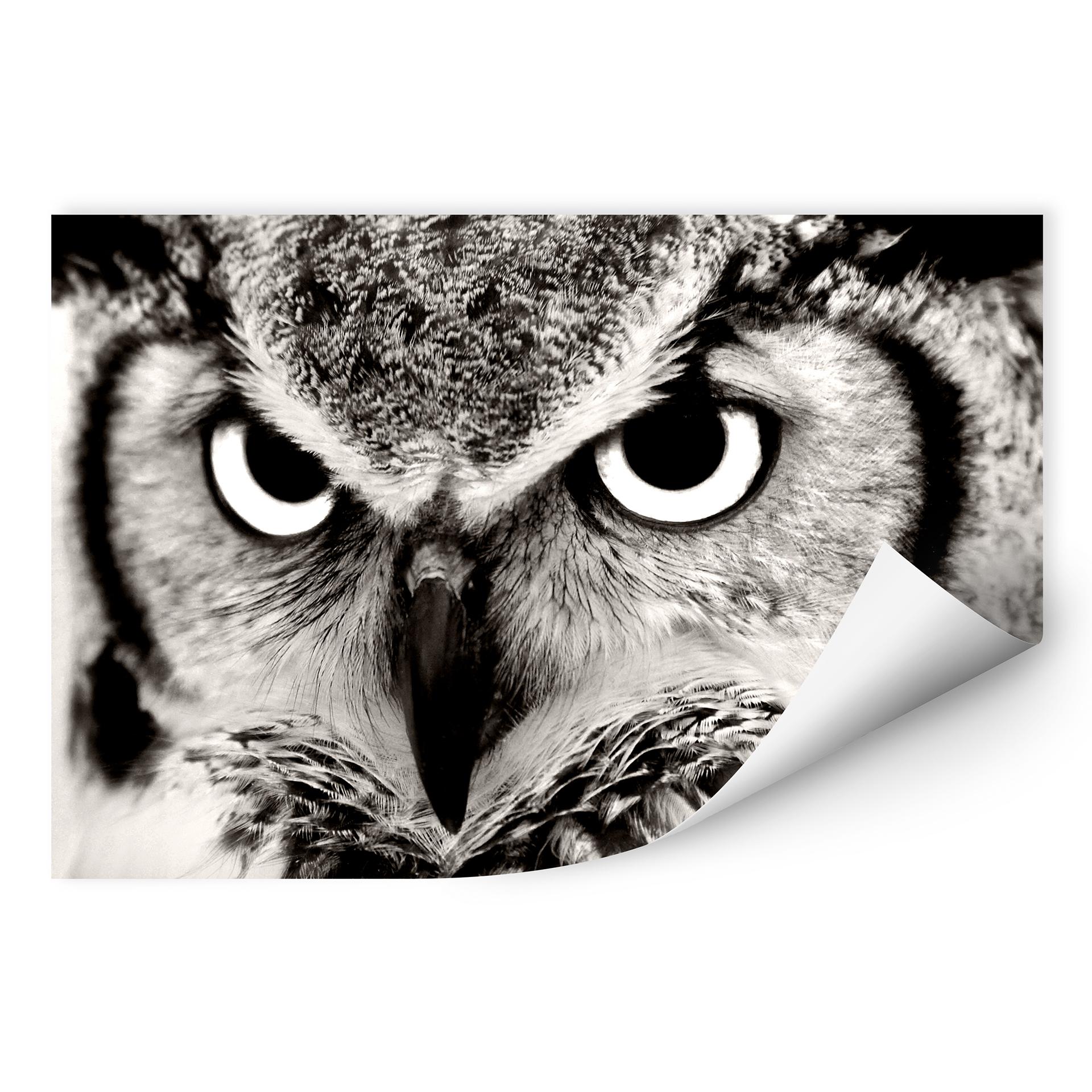 Zelfklevende Poster Trotse Uil