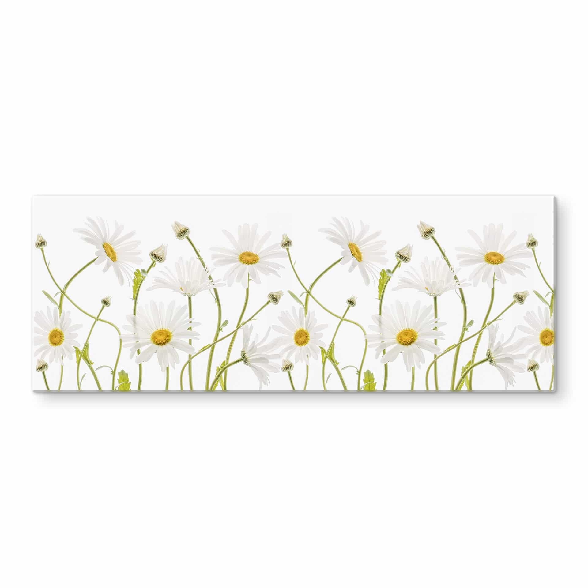 Stænkplade - Disher - Ox eye Daisies - Panorama