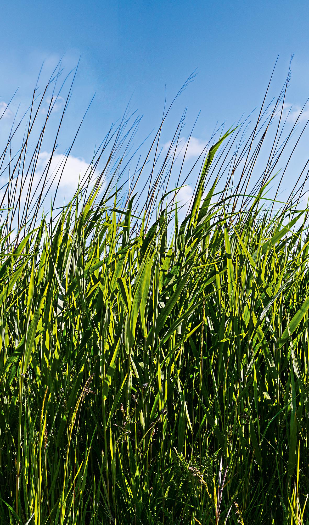 Fotobehang met gras en blauwe lucht Groen, Blauw, Bloemig 2.70 x 1.59 m