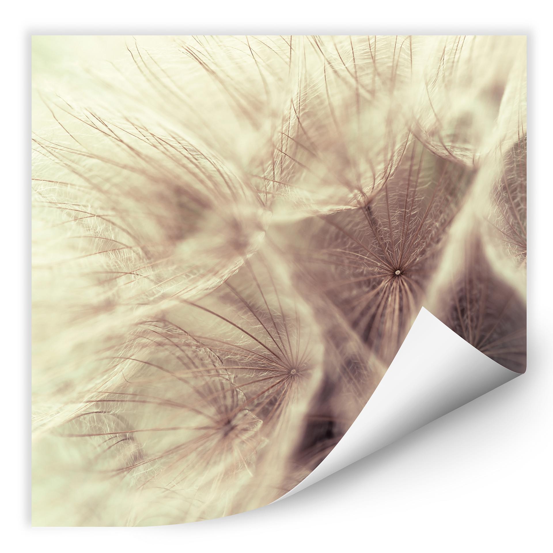 Zelfklevende Poster - Paardebloemen Close Up