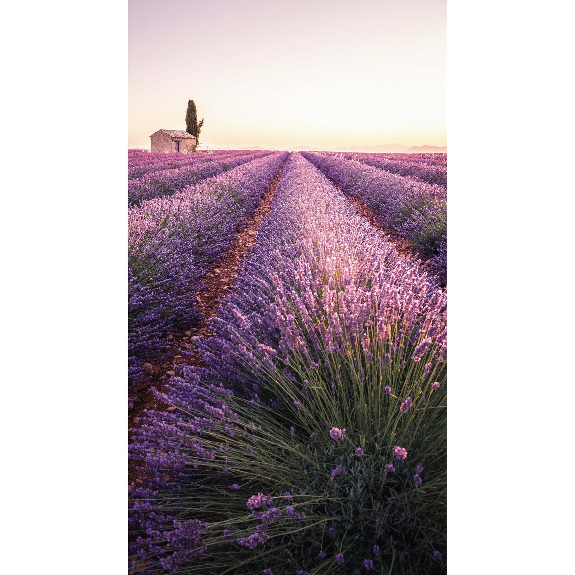 Fototapete Lavendula - 144x260 cm
