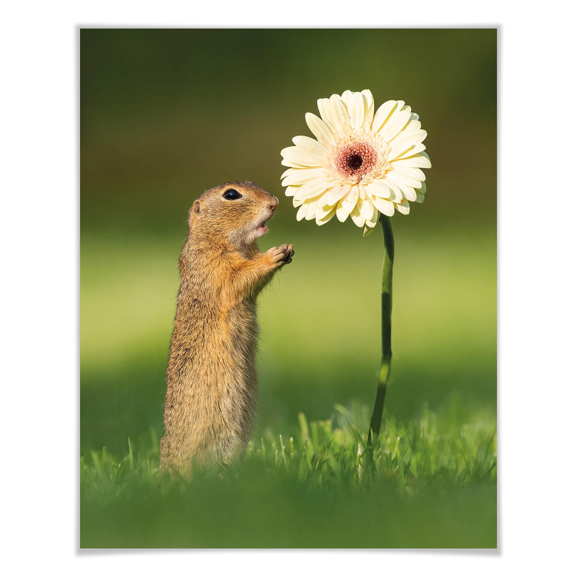 Plakat van Duijn - Wiewiórka ziemna z gerberą