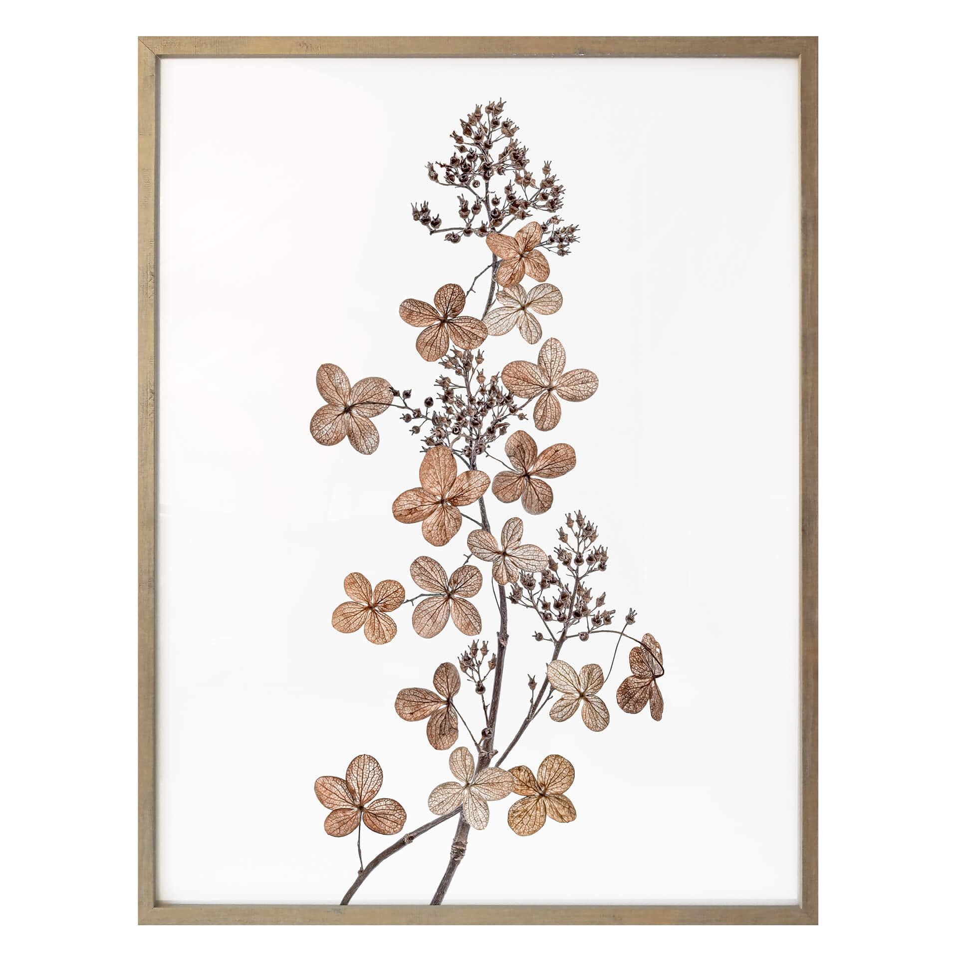 Plakat - Disher - Hortensia