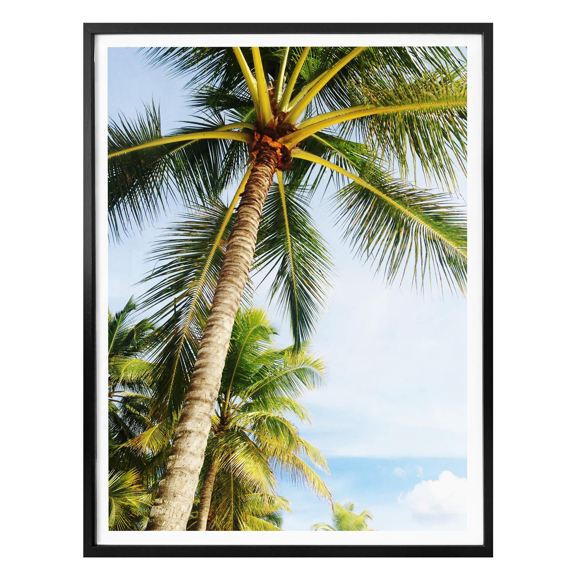 Póster - Palmeras 07