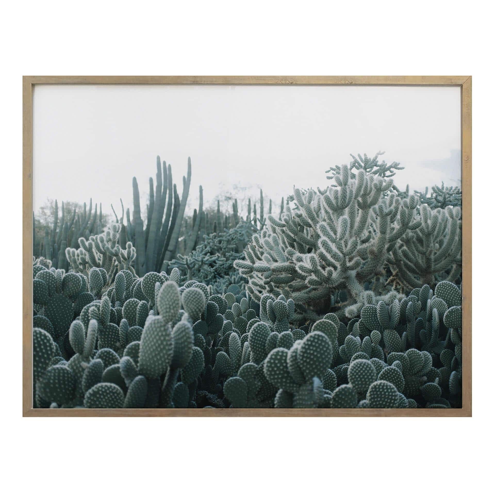 Póster - Cactus