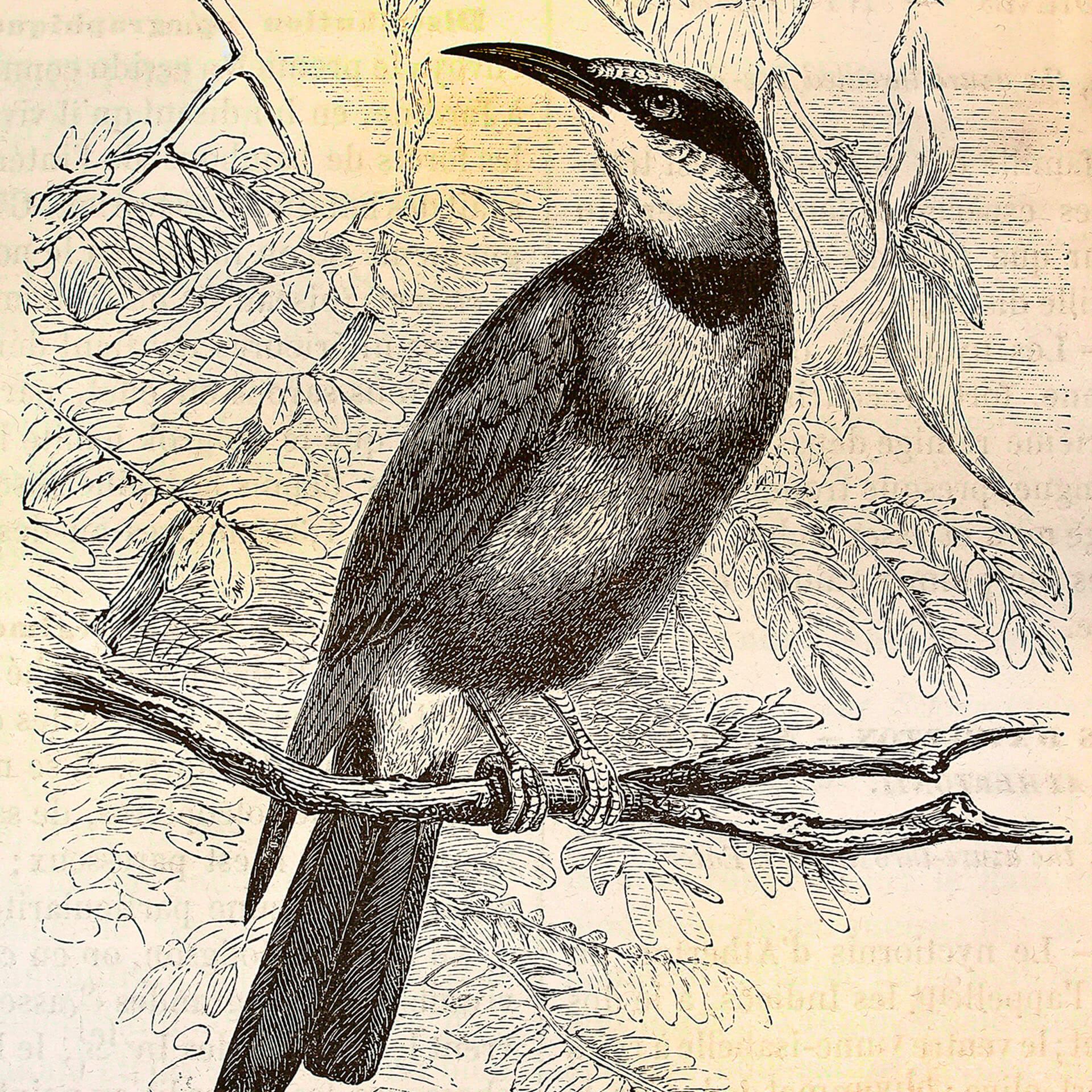 Livingwalls Fotobehang Walls by Patel vintage birds 2