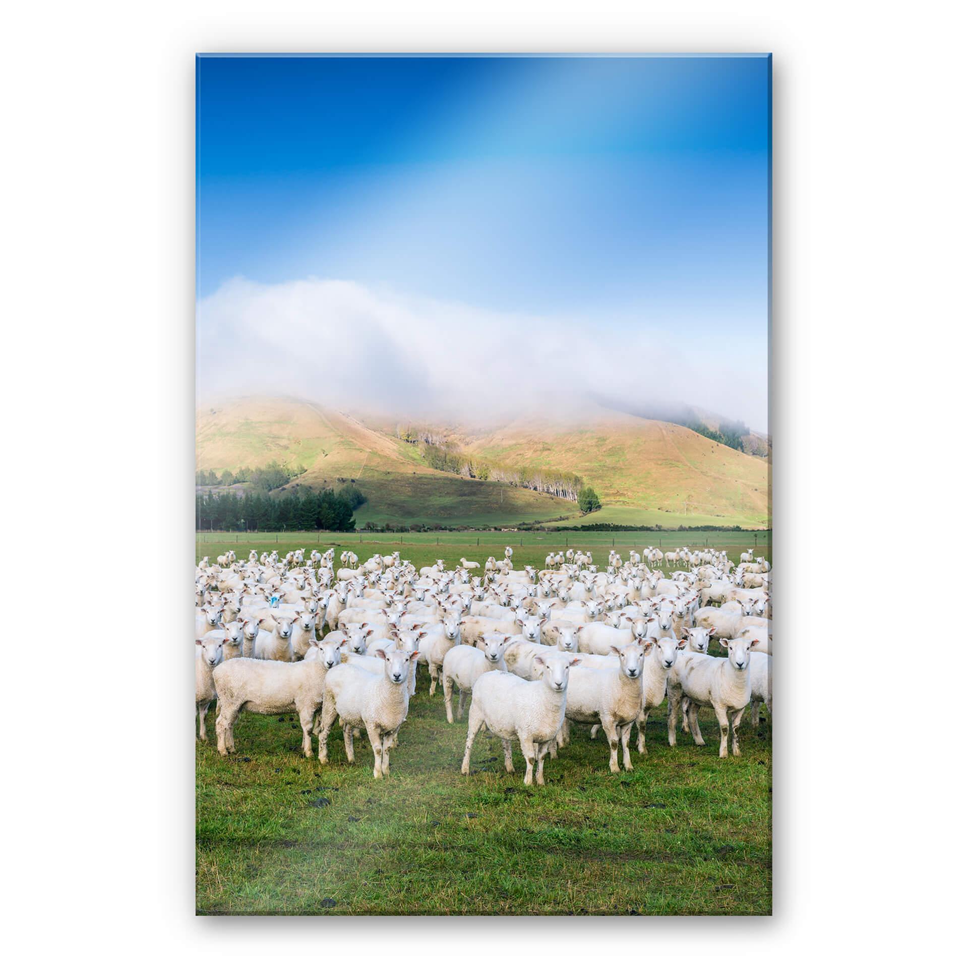Akrylbillede Colombo - Fåreflok i New Zealand