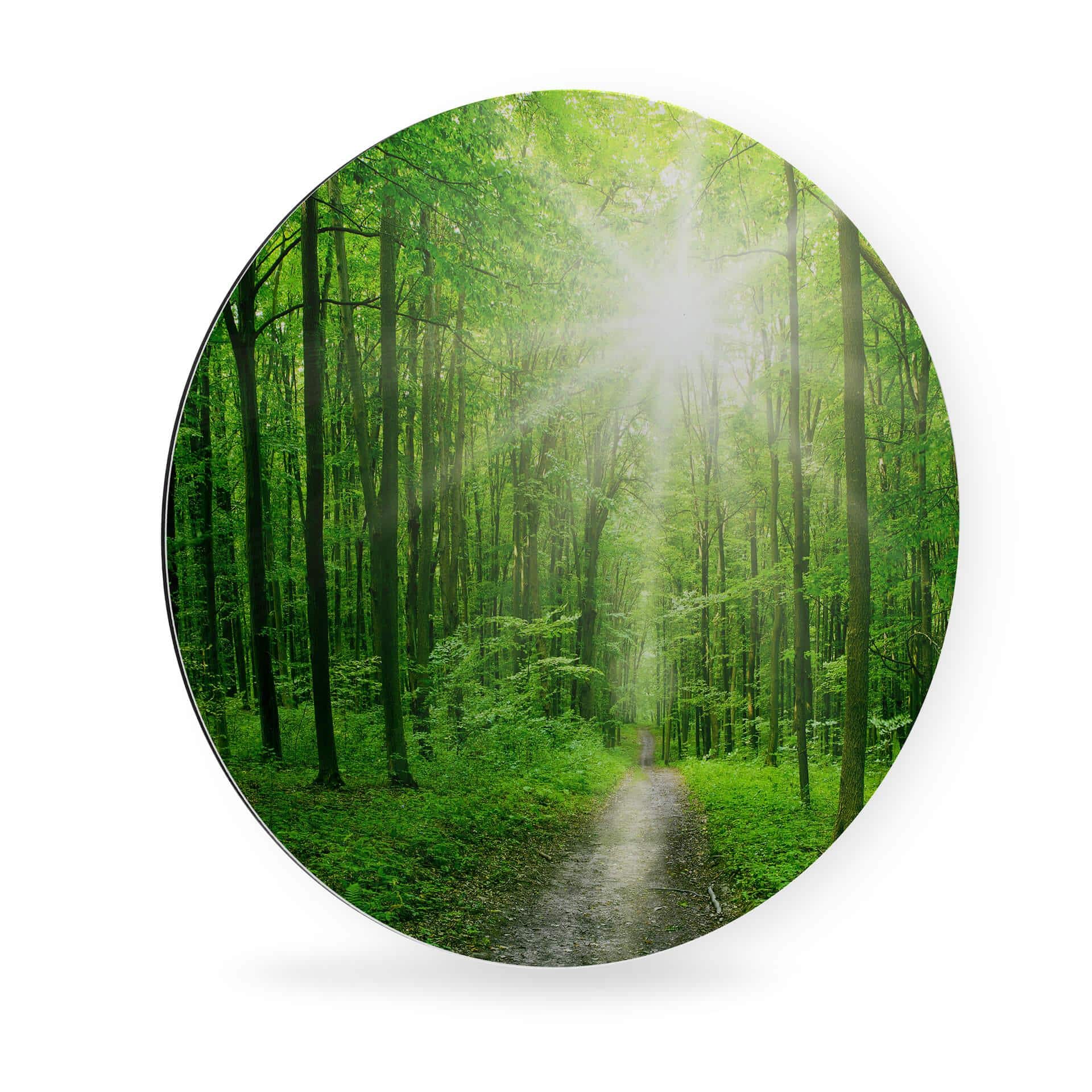 Alu-dibond tondo - Sunny forest
