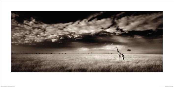Plakat Ian Cumming - Masai Mara Giraffe Art Print (100 x 50 cm)