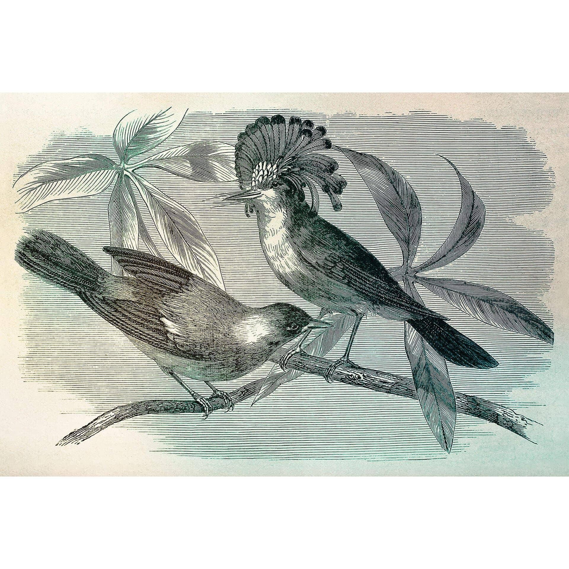 Livingwalls Fotobehang Walls by Patel vintage birds 1