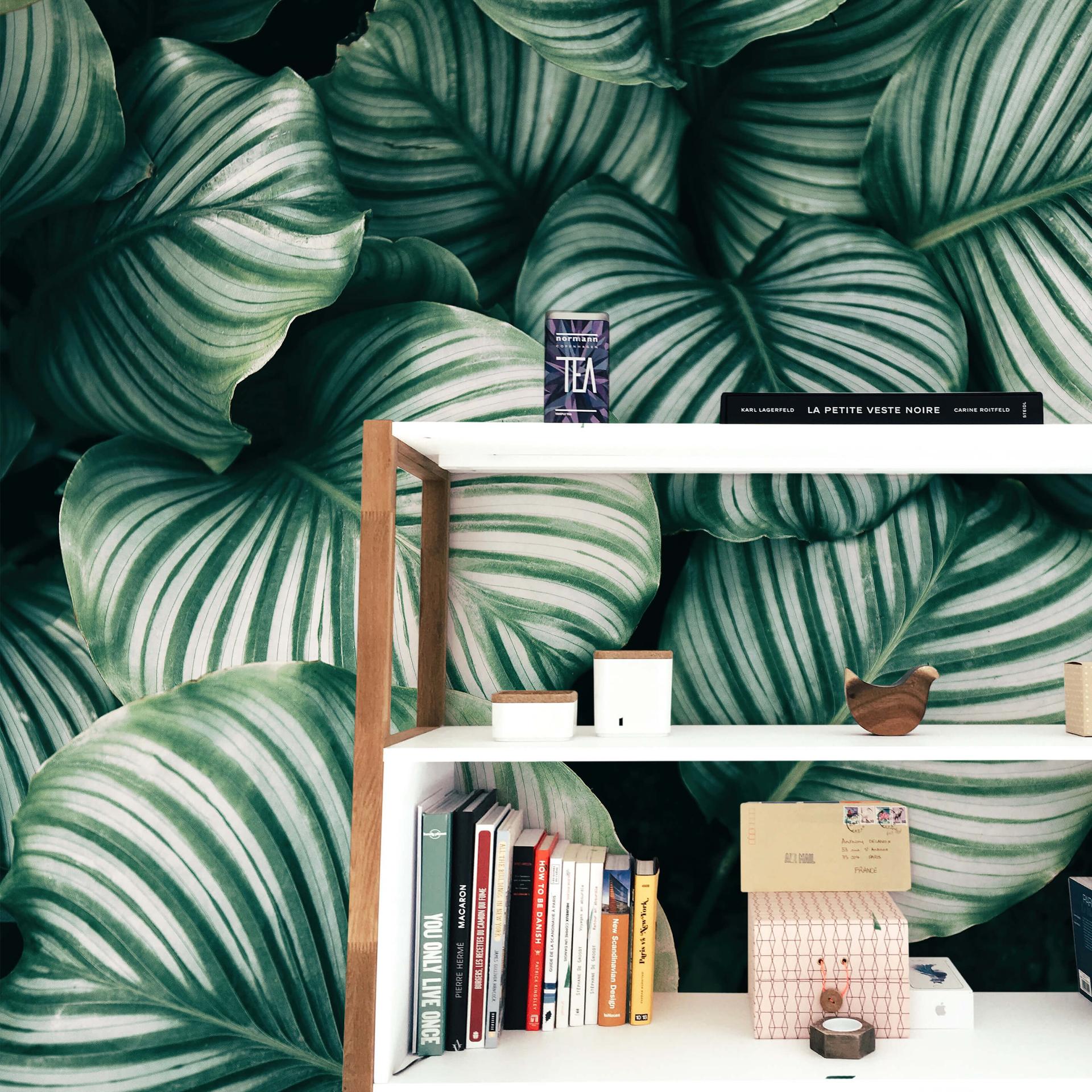 Fototapet Calathea Orbifolia - 144x260 cm
