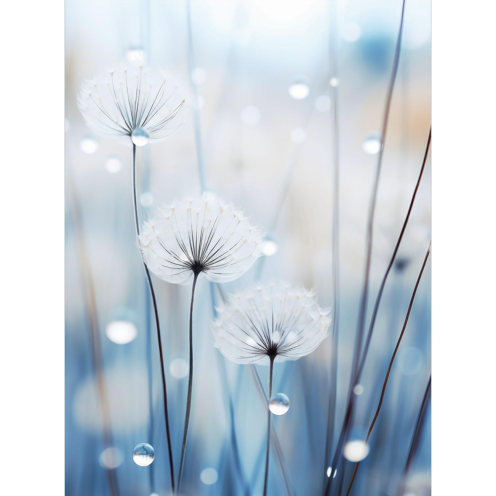 Dauwparels op paardenbloemen | Blauw bloemenbehang - Treechild