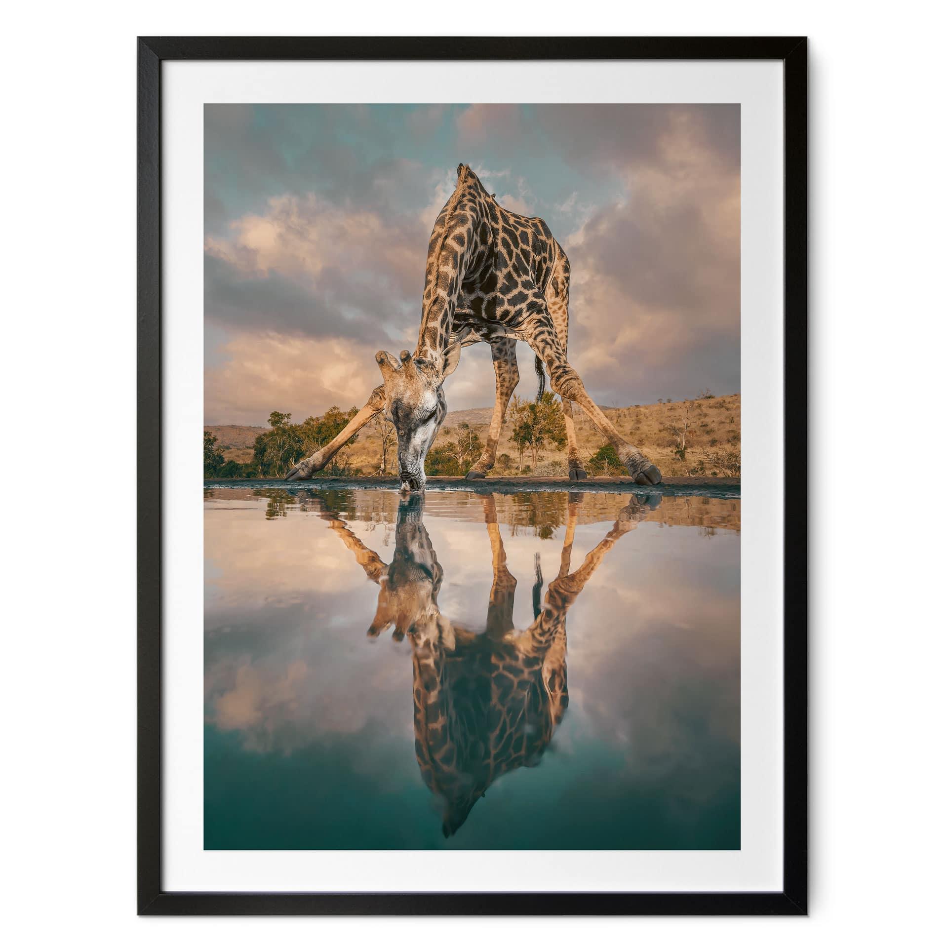 Safariplakat - Spejling af en giraf i naturen - Amtmann
