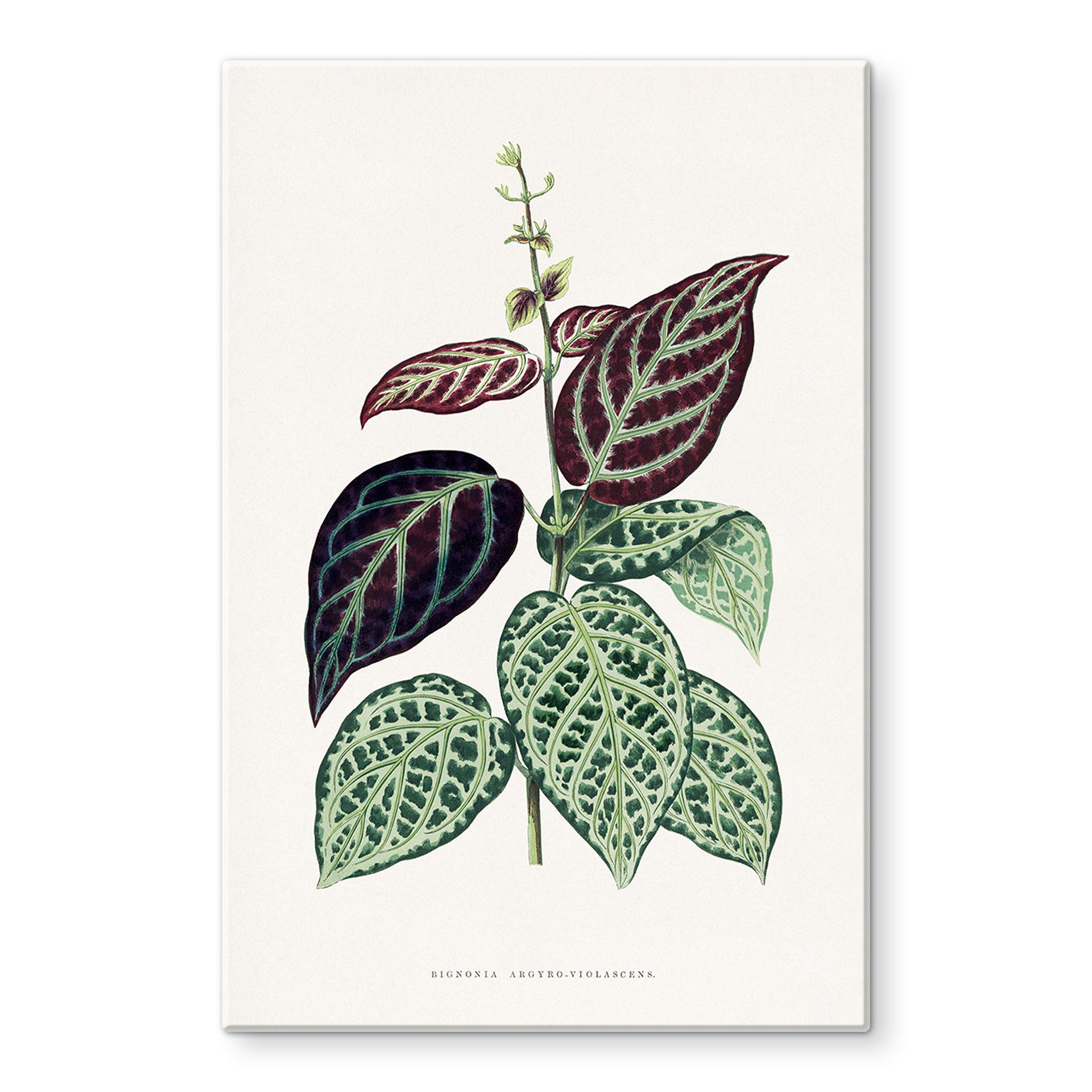 Glasbillede - Illustration af blade - Bignonia Argyro Violascea