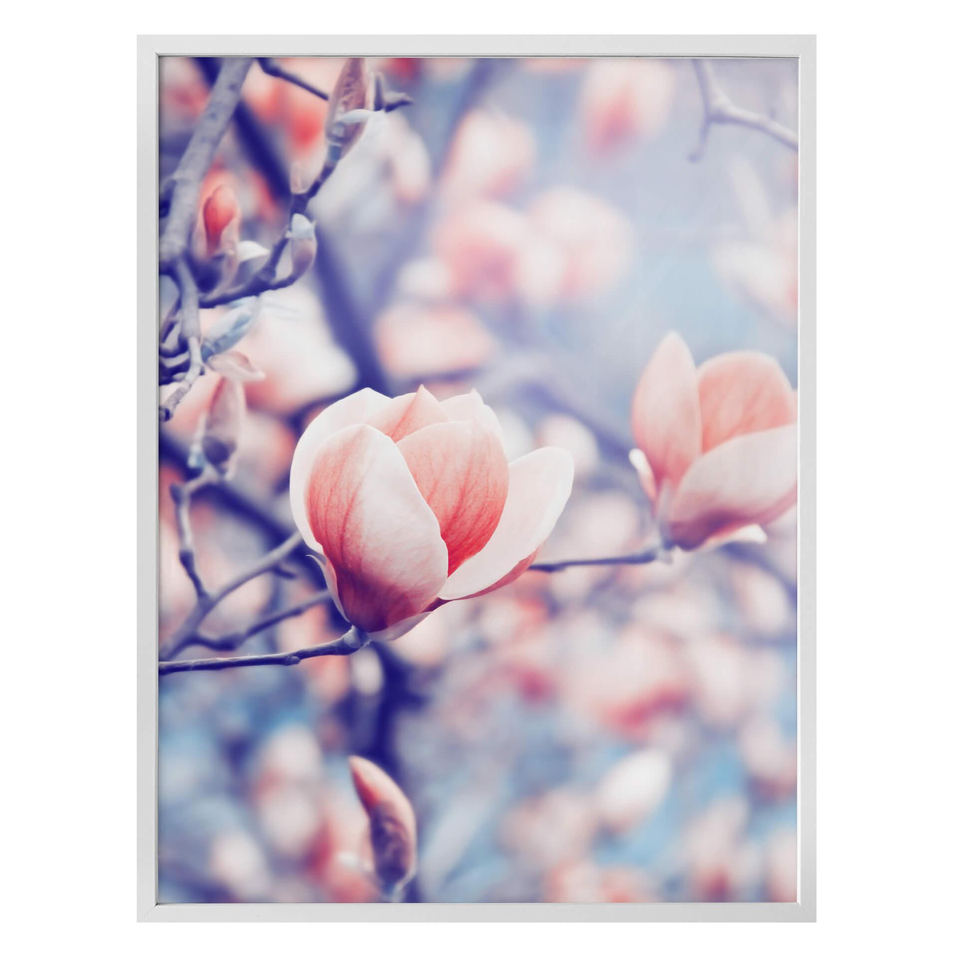 Póster del brote de Magnolia