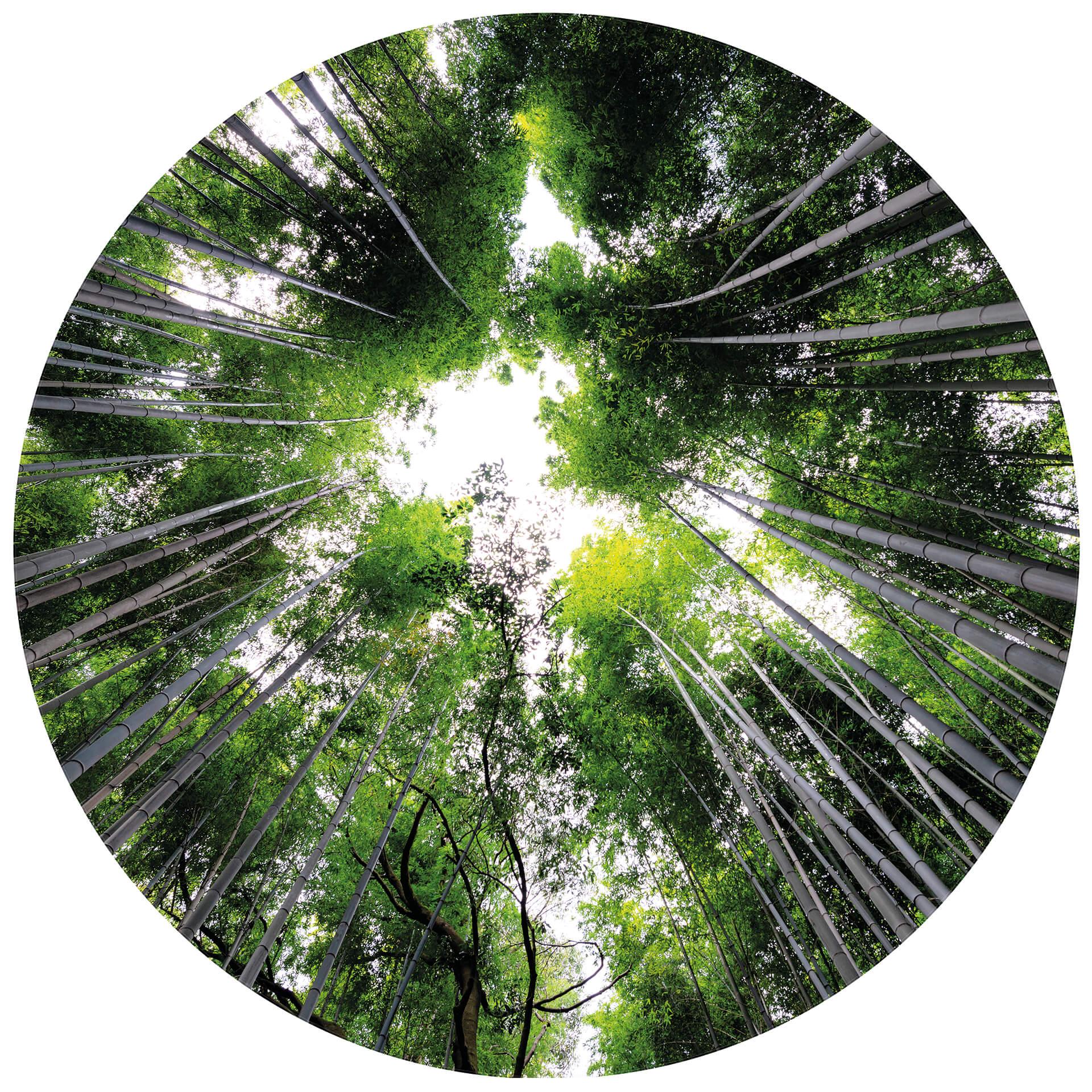 Behangcirkel Hugonnard - Japanese Forest - vliesbehang/zelfklevend vliesbehang