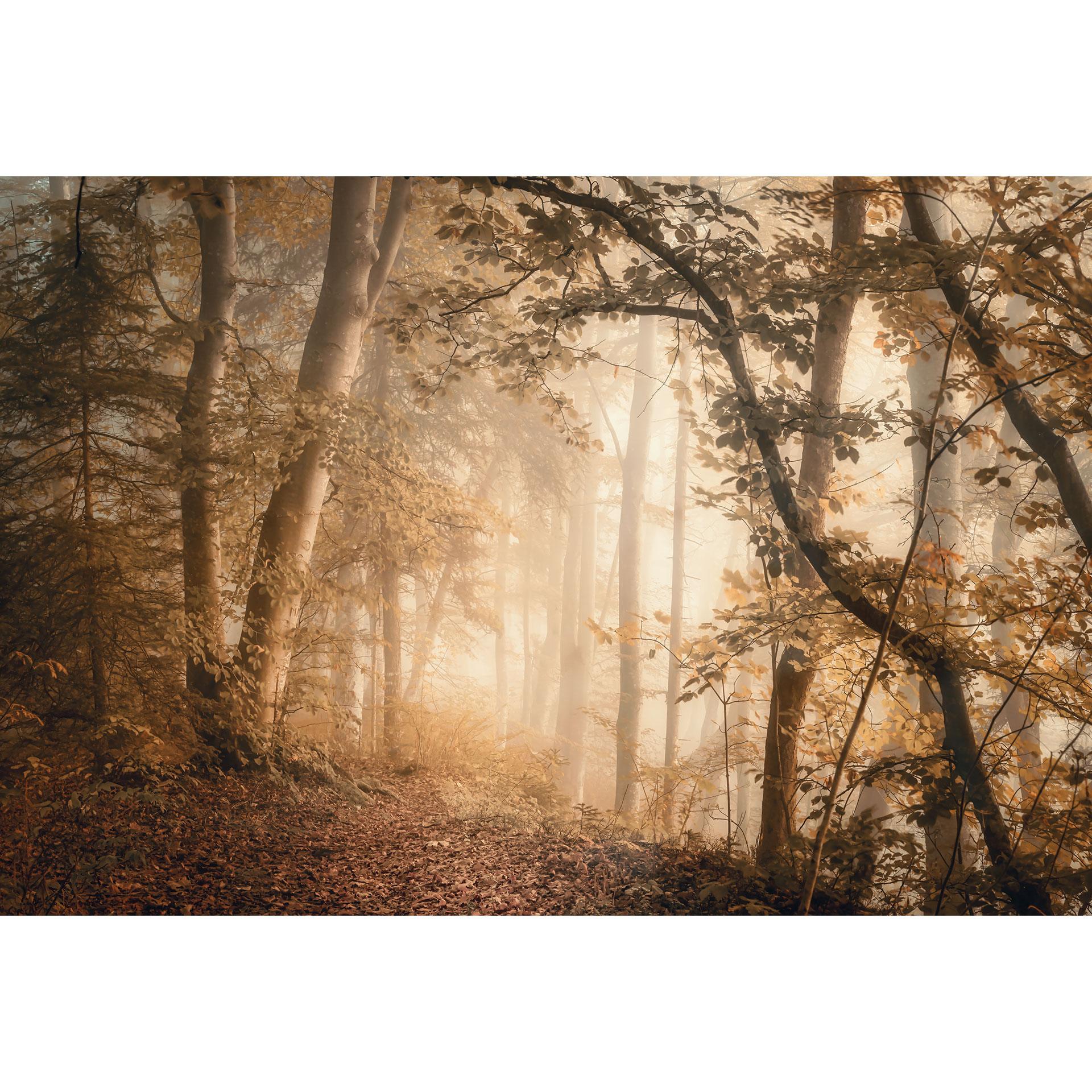 Fotobehang Bos in de ochtendmist - Maier
