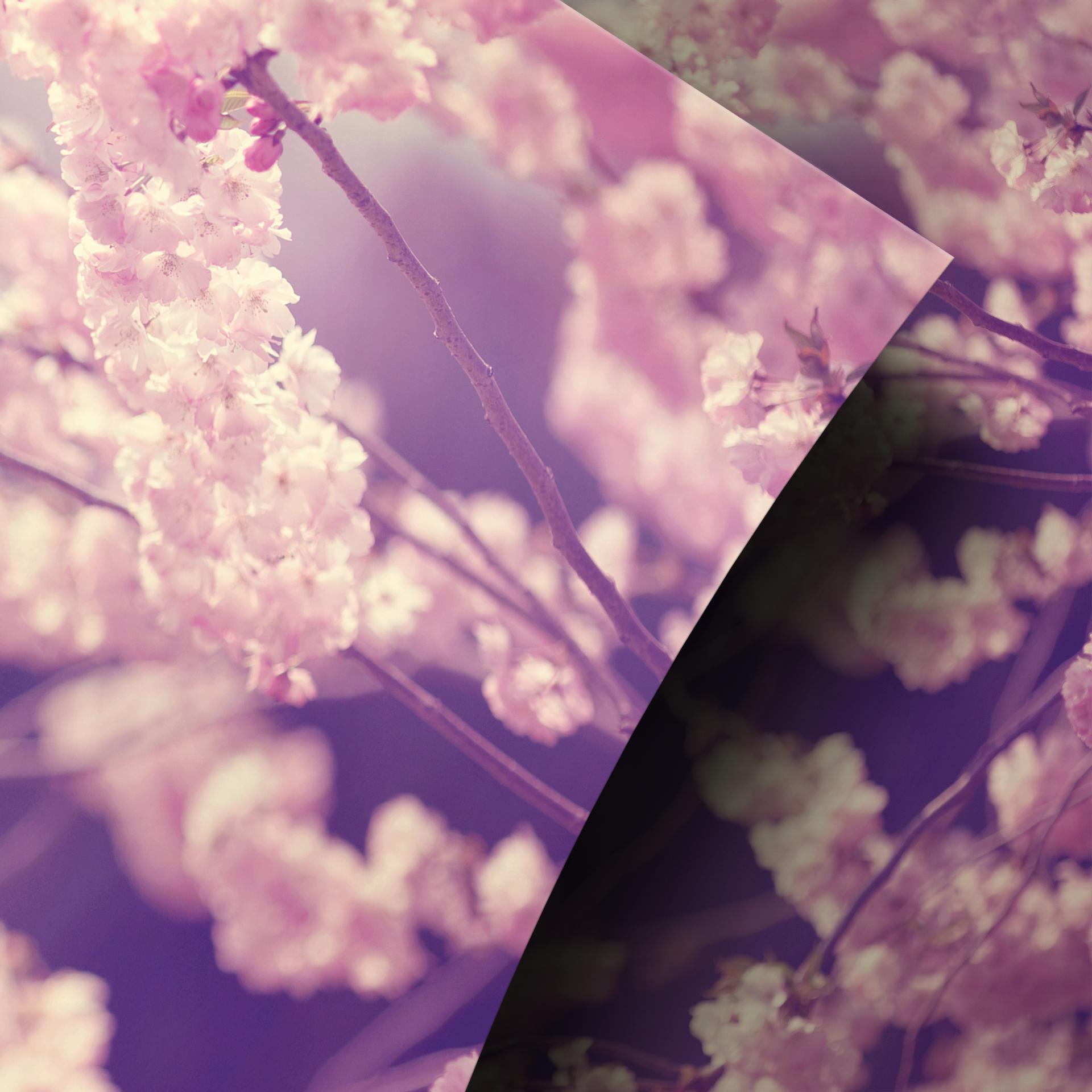 Møbelfolie, dekorativ folie - kan tørres af - Blossom splendour 02