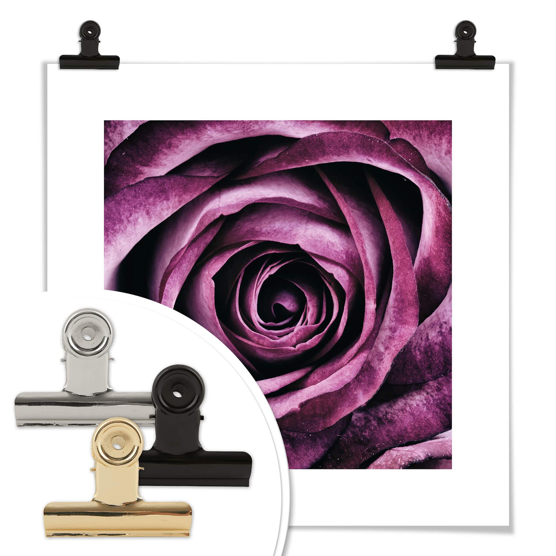 Plakat - Violet rose
