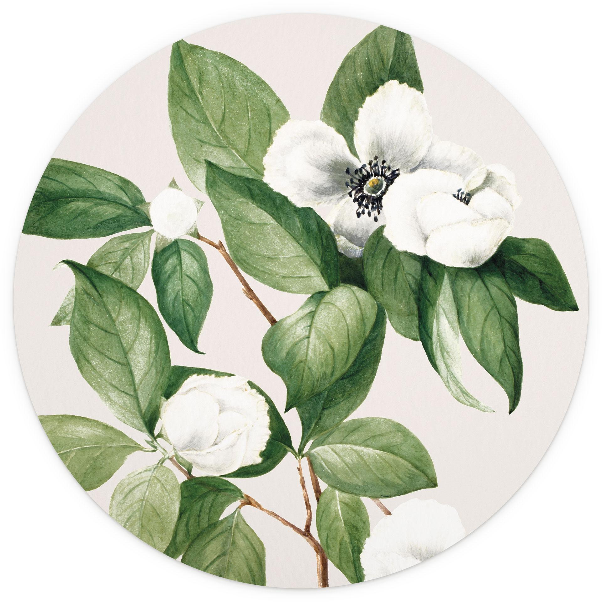 Botanische Fotobehang illustratie van een schijncamelia - Walcott - Rond - vliesbehang/zelfklevend v