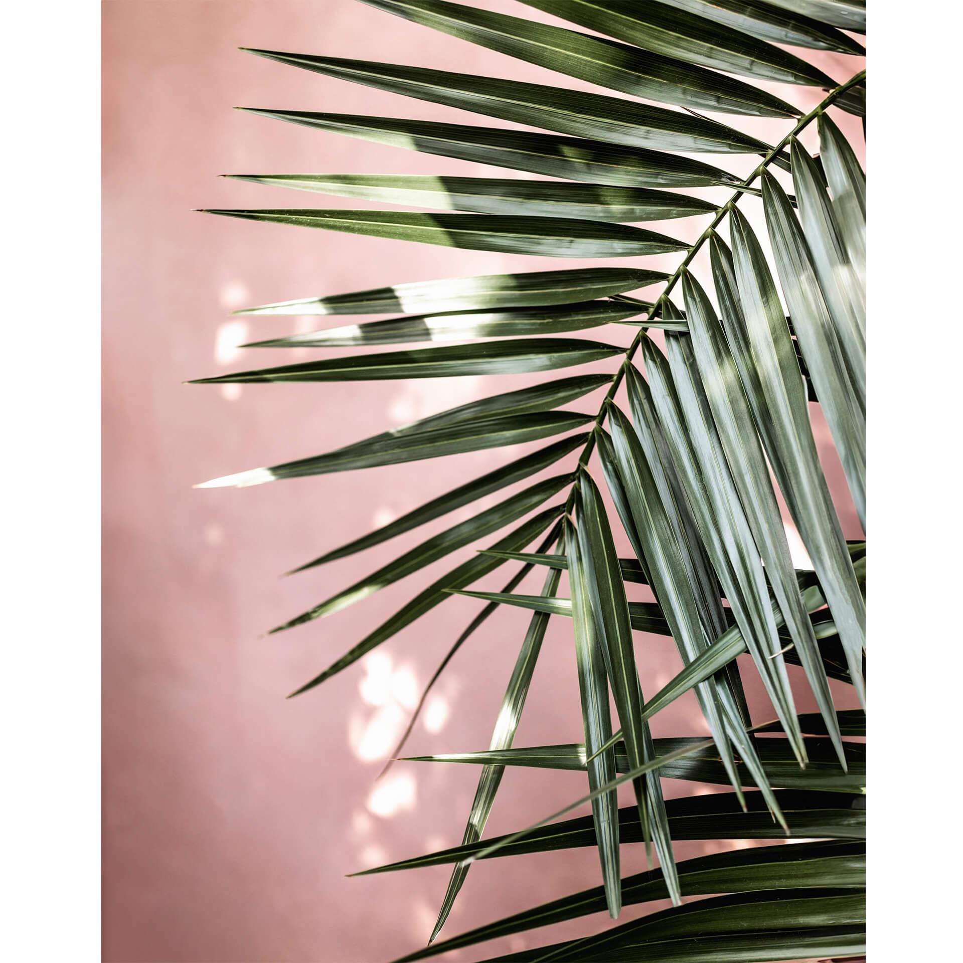 Fotobehang Palmblad voor roze muur - Böhmer