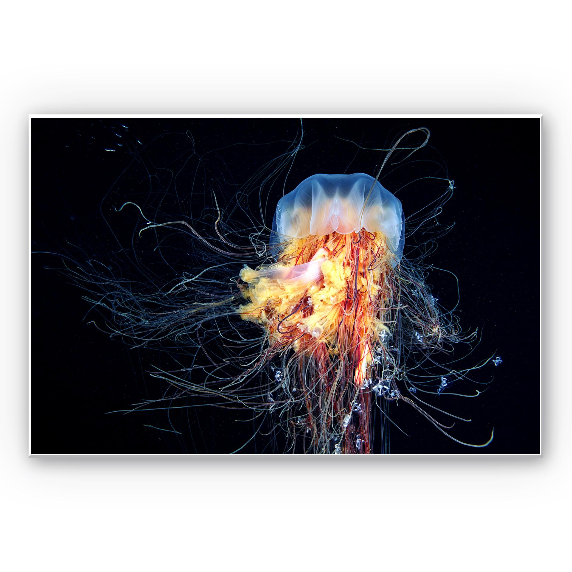 Tableau Forex - Semenov - Amazing Jellyfish